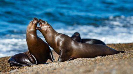 Playful Seals Enjoying the Coastline wallpaper