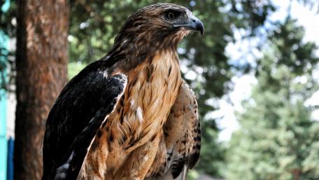 Majestic Hawk in Natural Habitat wallpaper