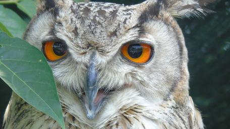 Majestic Owl with Striking Eyes in 4K Resolution wallpaper