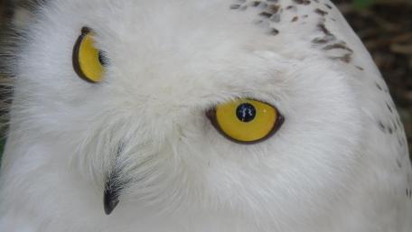 Majestic White Owl Close-Up Wallpaper wallpaper
