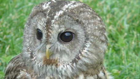 Majestic Owl Close-Up in Nature Scene wallpaper