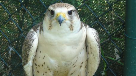 Majestic Falcon in Close-Up View wallpaper