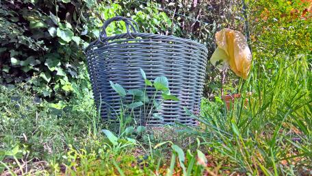 Serene Garden Basket Amidst Lush Greens wallpaper