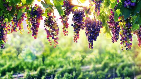 Grape arbor wallpaper