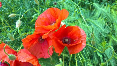 Vibrant Red Poppies in Bloom wallpaper