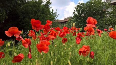 Vibrant Red Poppy Field in Bloom wallpaper