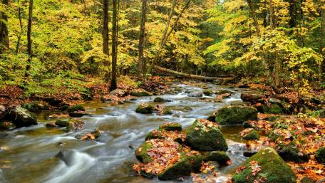 Autumn Serenity in the Forest Landscape wallpaper