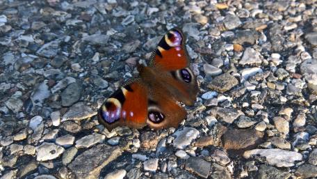 Colorful Butterfly on Pebbled Ground Amidst Nature's Beauty wallpaper