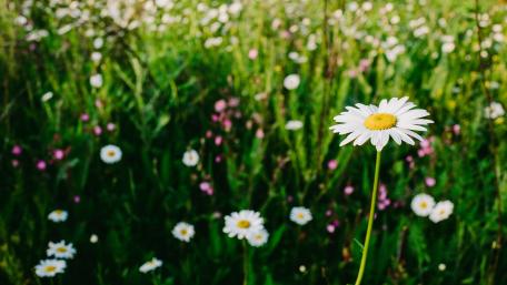 Blissful Daisy Meadow in Full Bloom wallpaper