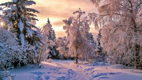 Snowy forest wallpaper