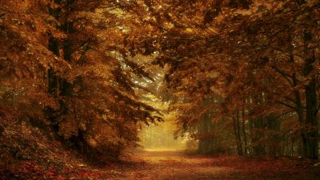 Fall forest path wallpaper