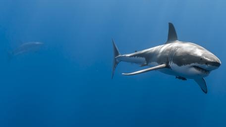 Great white shark wallpaper