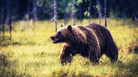Majestic Brown Bear in the Wilderness wallpaper
