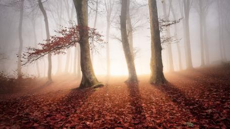 Red fallen leaves wallpaper