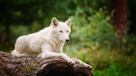 Arctic wolf on a trunk wallpaper