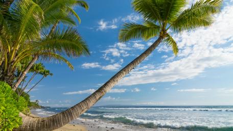 White sandy beach with palms wallpaper
