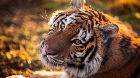 Majestic Tiger Portrait in Nature wallpaper