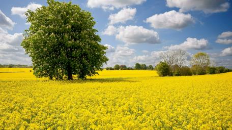 Blooming chestnut tree in the yellow oilseed rape field wallpaper