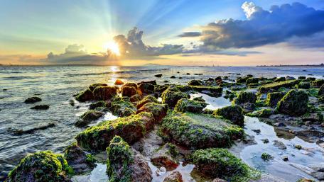 Mossy stones on the seashore wallpaper