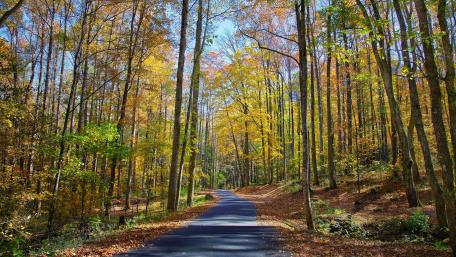 Road in the fall forest wallpaper