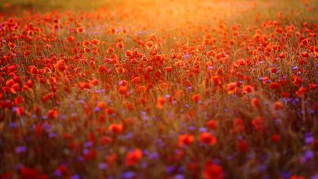 Vibrant Poppy Field Under Sunset Glow wallpaper