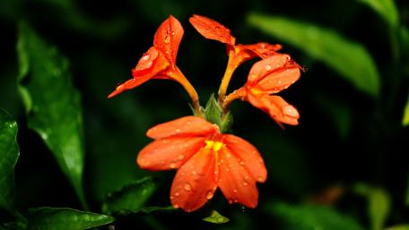 Crossandra wallpaper