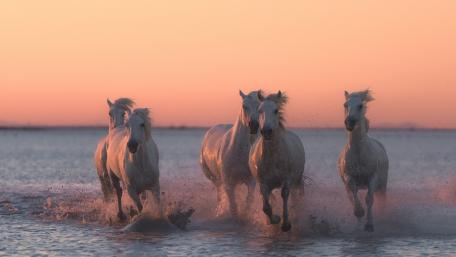 White Horses wallpaper