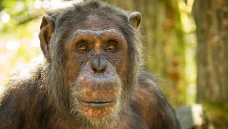 Chimpanzee wallpaper