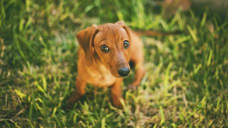 Dachshund in the grass wallpaper