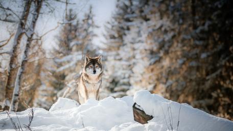Siberian Husky wallpaper