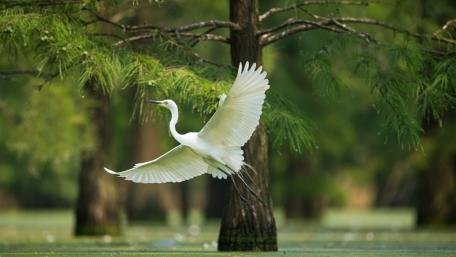 Great Egret wallpaper