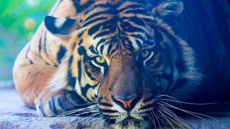 Tiger head wallpaper