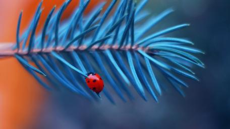 Vibrant Ladybug on Pine Needle Close Up wallpaper