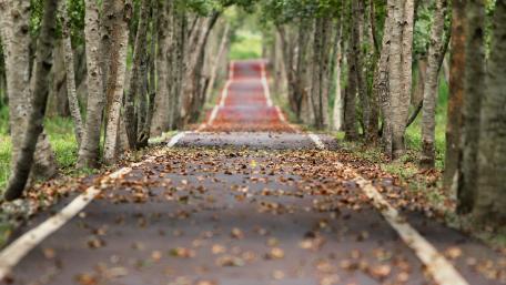 Serene Autumn Road Surrounded by Trees wallpaper