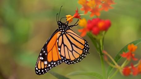 Butterfly macro photography wallpaper