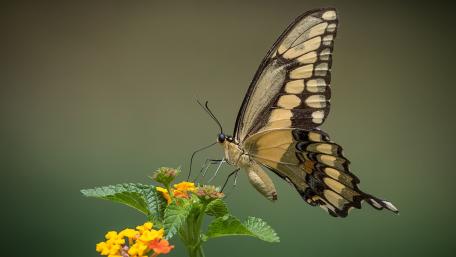 Butterfly wallpaper