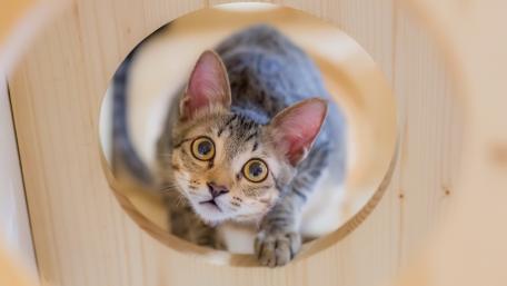 Curious Kitten Peeking Through wallpaper