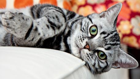 Charming Tabby Cat Relaxing on a Couch wallpaper