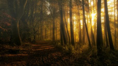 Golden Sunbeams Through the Forest Pathway wallpaper