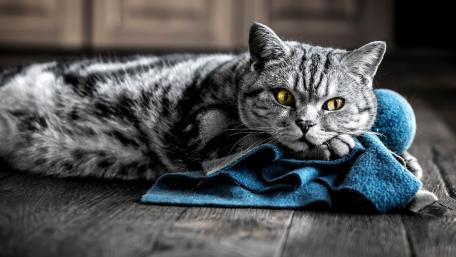 Charming Tabby Cat Relaxing on a Soft Blanket wallpaper