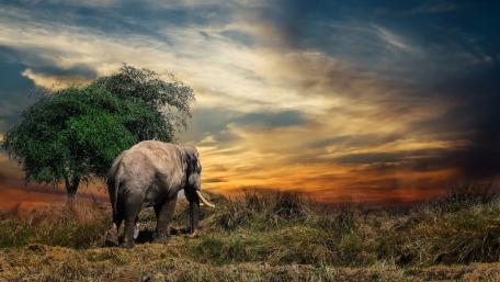 Majestic Elephant in Sunset Safari Scene wallpaper