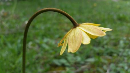 Delicate Fawn Lily in Springtime Glow wallpaper