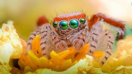 Jumping spider wallpaper