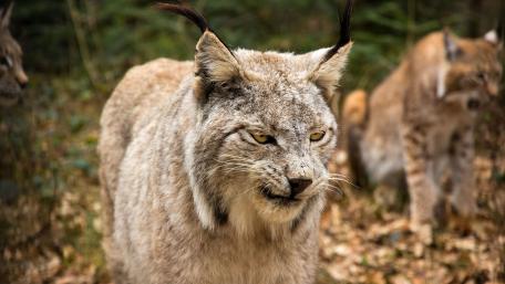 Bobcat wallpaper