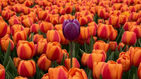 Tulip field wallpaper