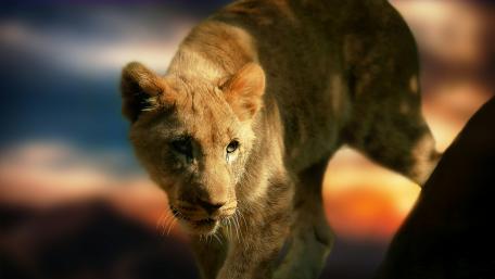 Lion cub wallpaper