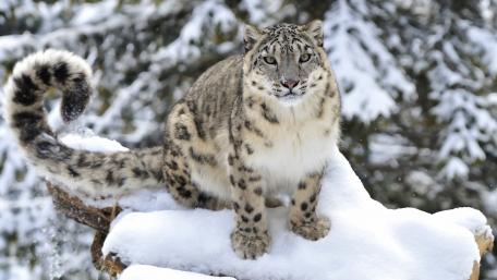 Snow Leopard in Winter Majesty wallpaper