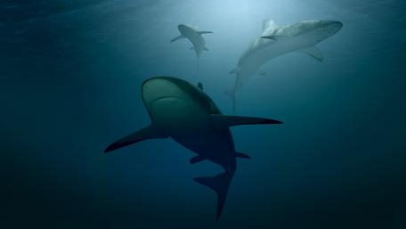 Majestic Sharks in Deep Ocean Waters wallpaper