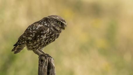 Majestic Owl Perched on Driftwood wallpaper