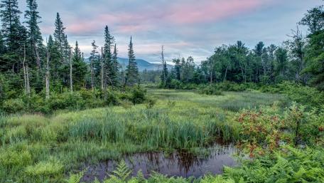 Serene Wetland Landscape at Dusk wallpaper